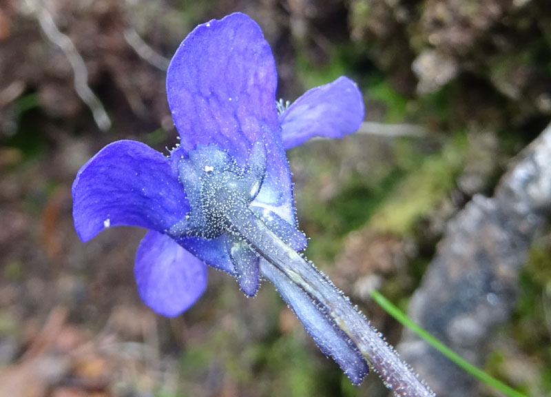 Pinguicula leptoceras  (Lamiales - Lentibulariaceae)